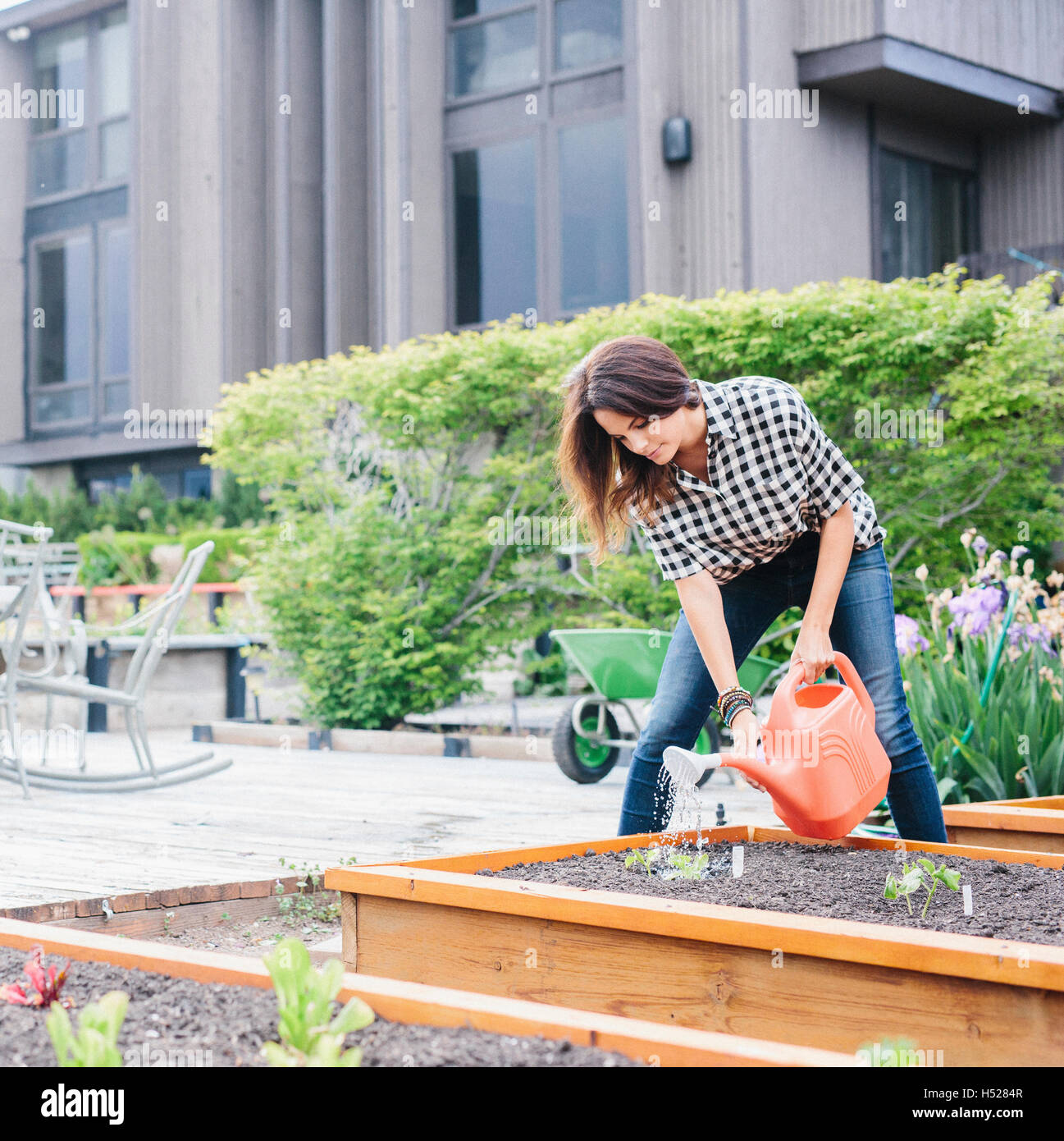 Femme aux longs cheveux brun travaillant dans un jardin, arrosage semis dans un lit. Banque D'Images