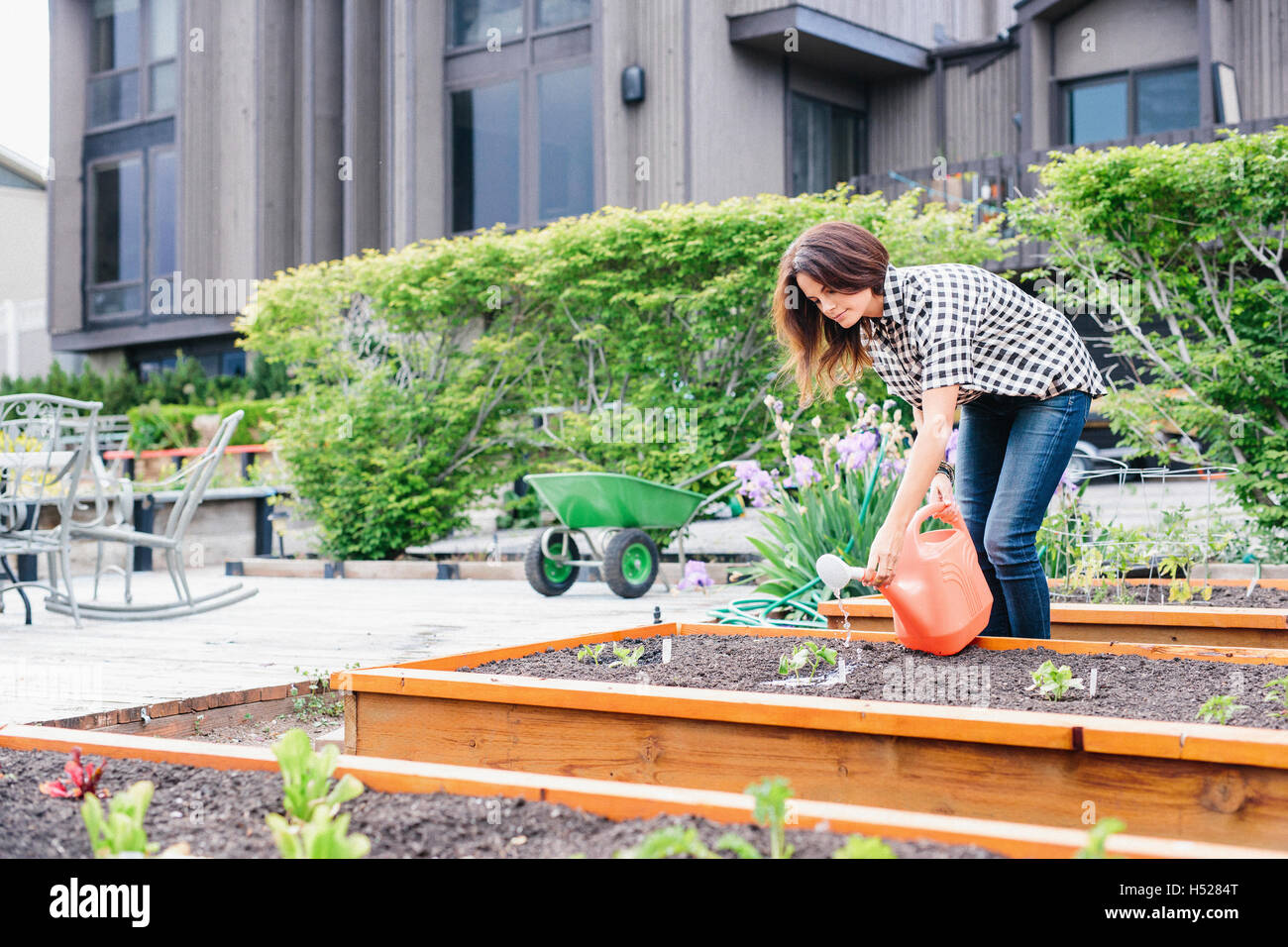 Femme aux longs cheveux brun travaillant dans un jardin, arrosage semis dans un lit. Banque D'Images