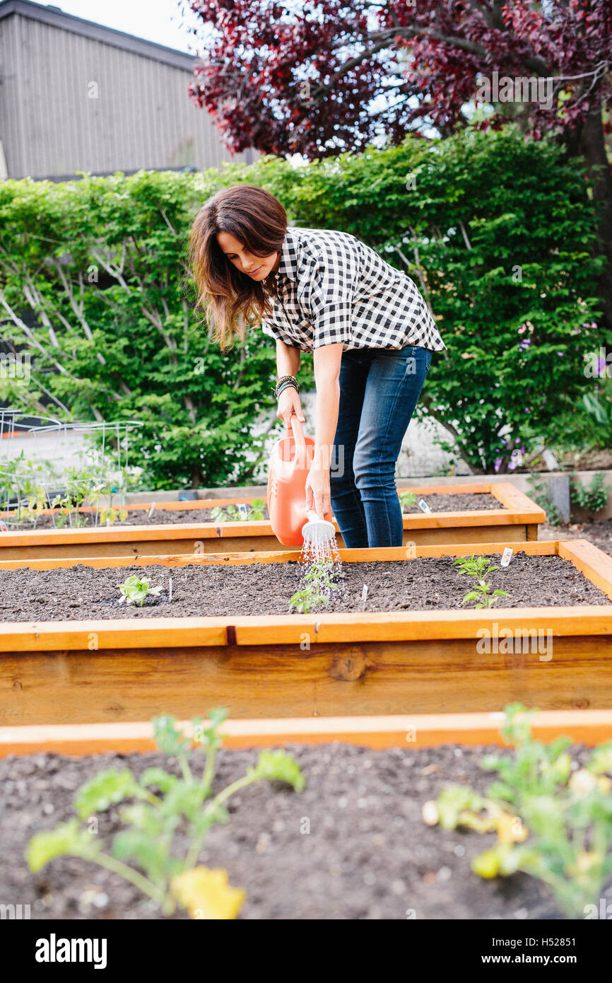 Femme aux longs cheveux brun travaillant dans un jardin, arrosage semis dans un lit. Banque D'Images