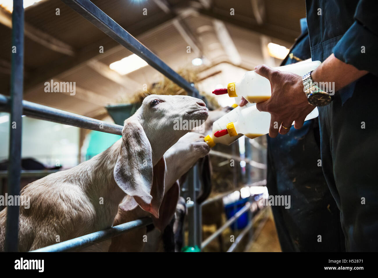 Close up de chèvres d'être nourri au biberon dans une étable. Banque D'Images