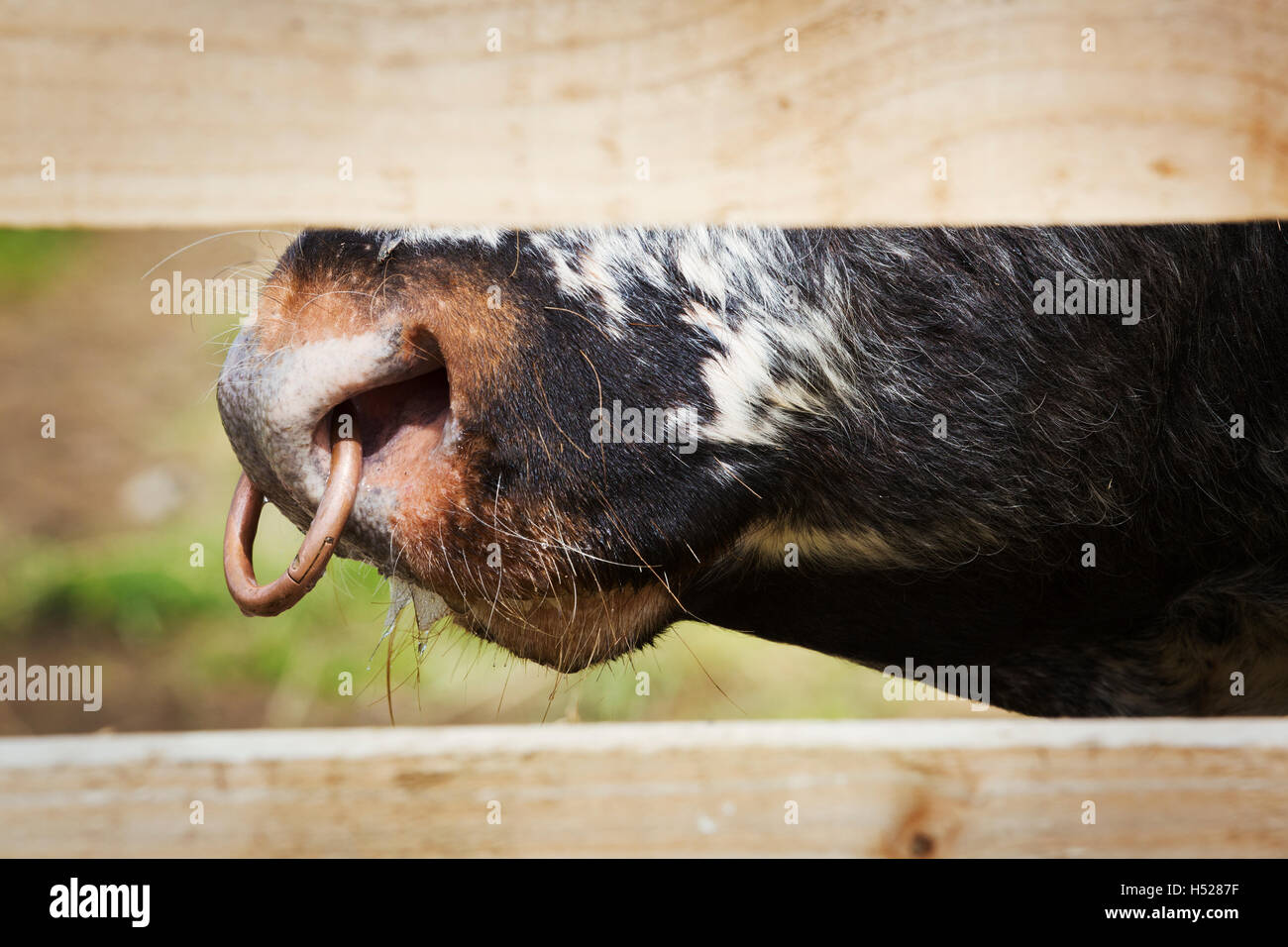 Close up of English Longhorn taureau avec un anneau dans le nez. Banque D'Images