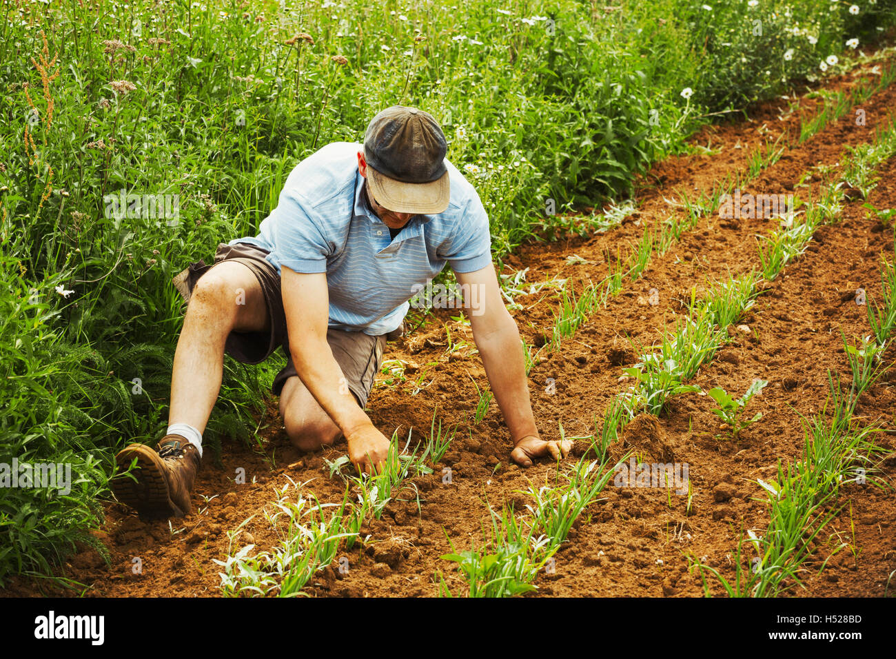 Un homme qui tend une rangée de petites plantes dans un champ. Banque D'Images