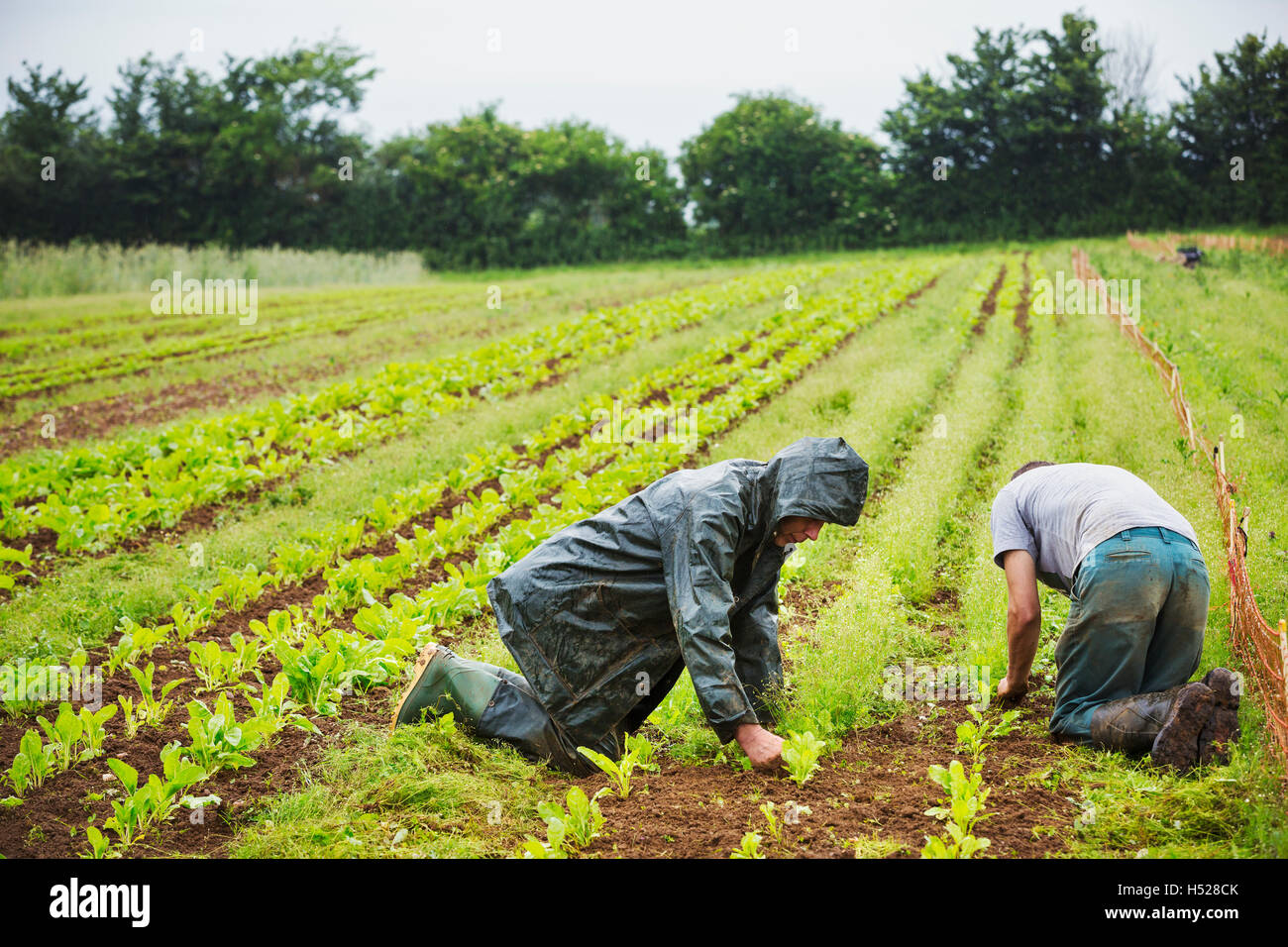 Deux hommes agenouillés dans un champ qui tend à les petites plantes dans les lignes. Banque D'Images