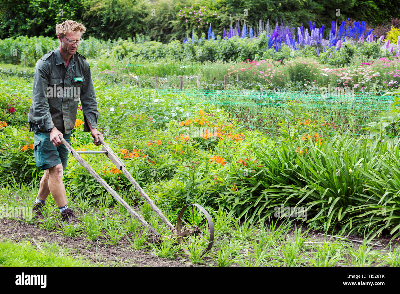 Un homme à l'aide d'une houe houe à roue entre les rangées de petits plants de fleurs dans un jardin. Banque D'Images