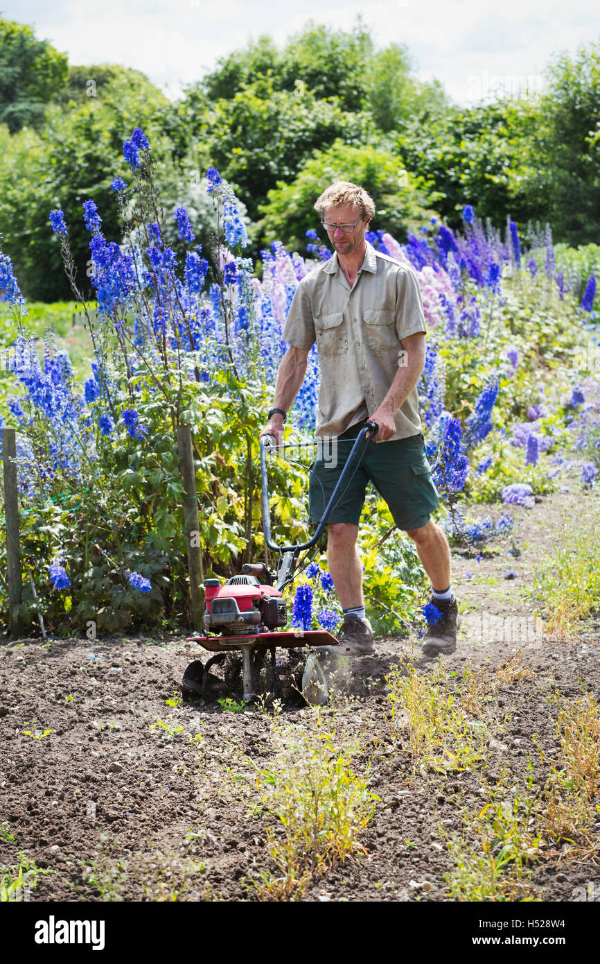 Un homme à l'aide d'un rotivator sur le sol en fleurs dans jardin biologique. Banque D'Images