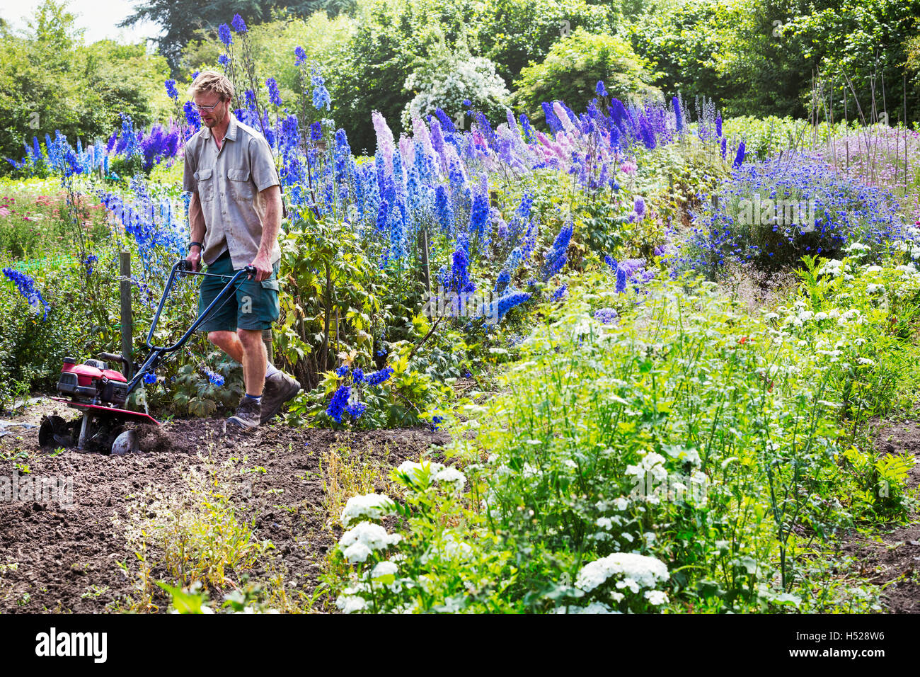 Un homme à l'aide d'un rotivator sur le sol en fleurs dans jardin biologique. Banque D'Images