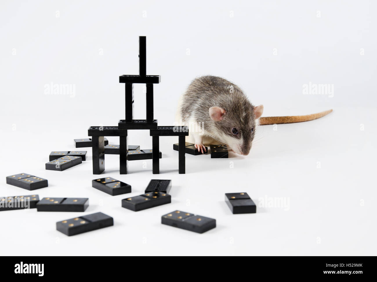 Drôle et intelligente de décoration animaux rat jouer aux dominos. Banque D'Images