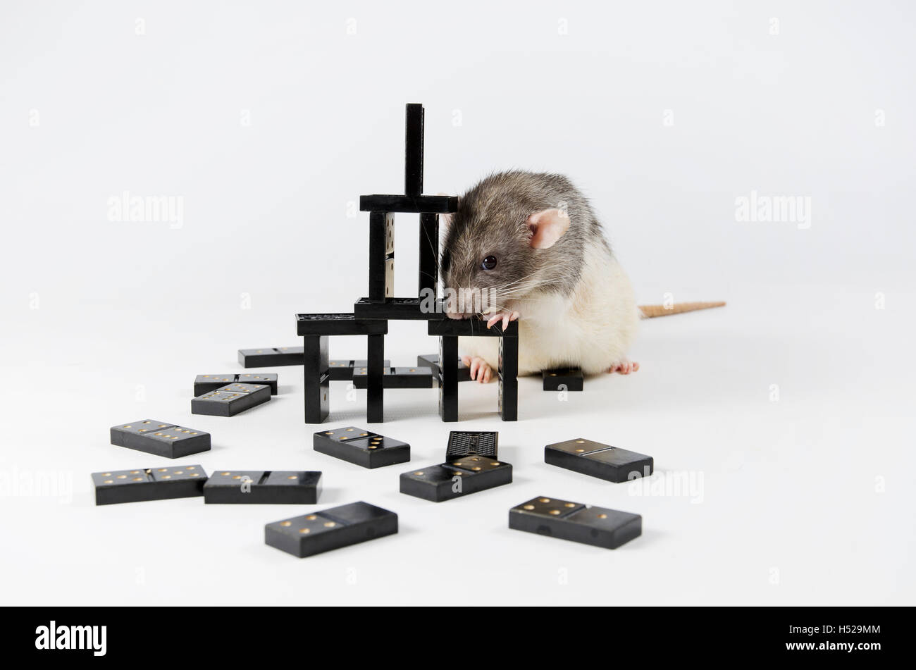 Drôle et intelligente de décoration animaux rat jouer aux dominos. Banque D'Images