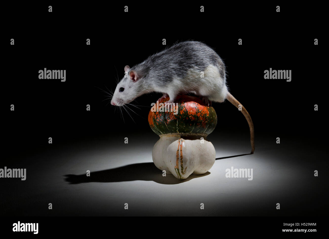 Rat décoratif avec une citrouille dans l'obscurité. Banque D'Images