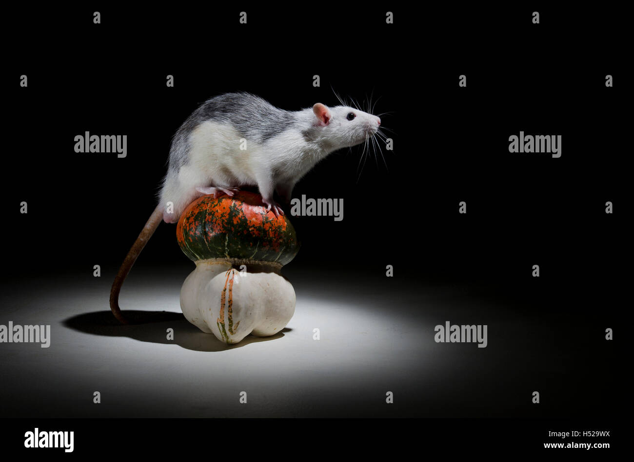 Rat décoratif avec une citrouille dans l'obscurité. Banque D'Images