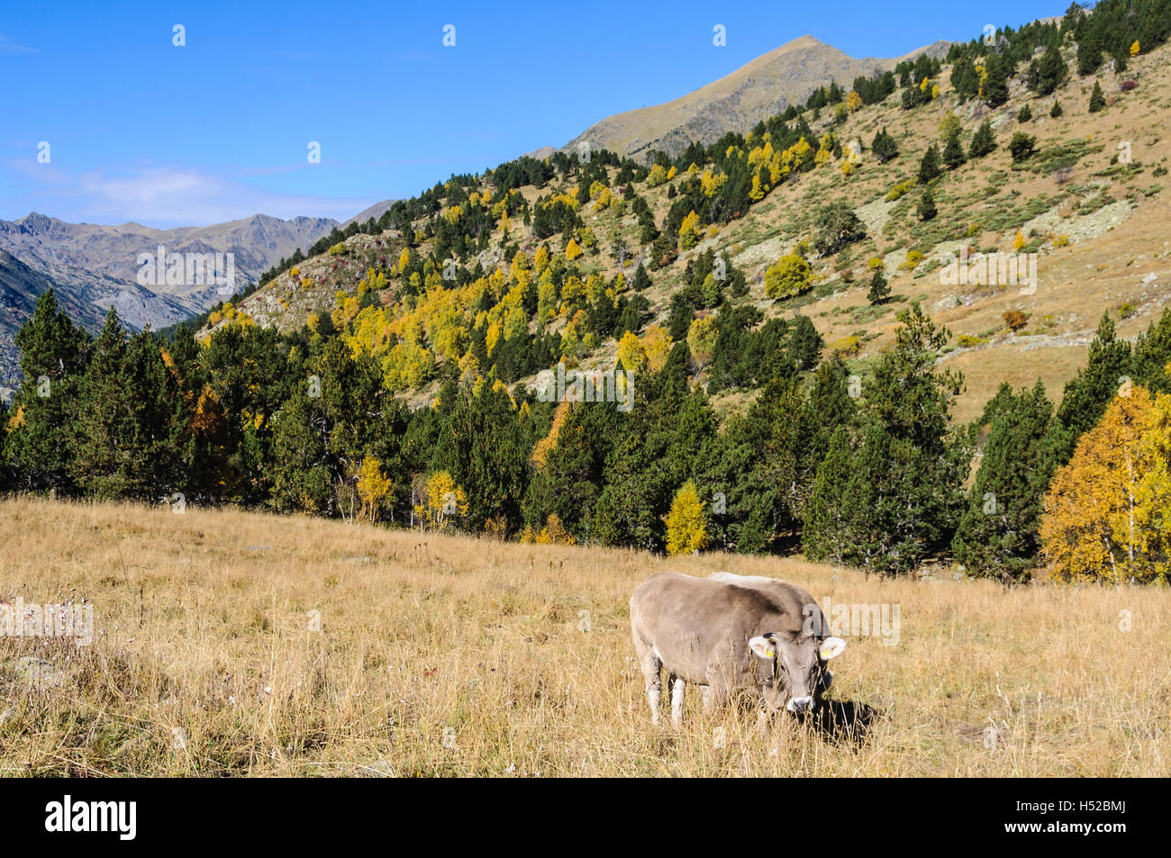 Vaches dans un pré en automne, dans la vallée de l'Estanyo River, Andorre Banque D'Images