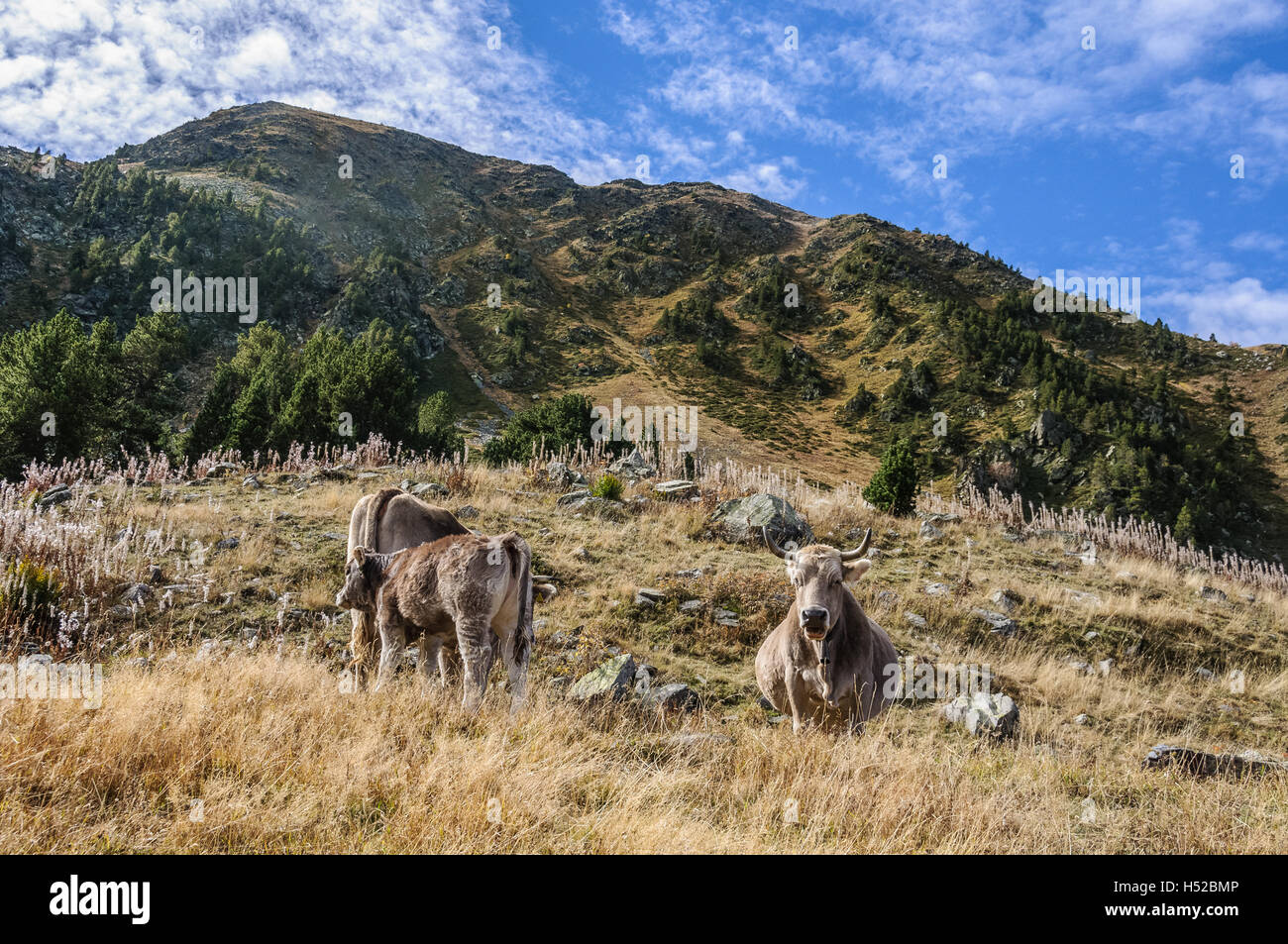 Vaches dans un pré en automne, dans la vallée de l'Estanyo River, Andorre Banque D'Images