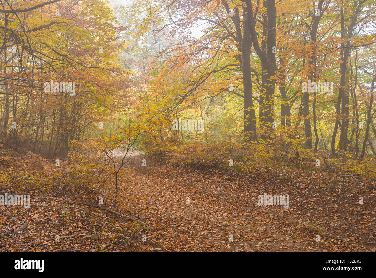 Route de campagne dans la forêt de Crimée au jour d'automne brumeux Banque D'Images