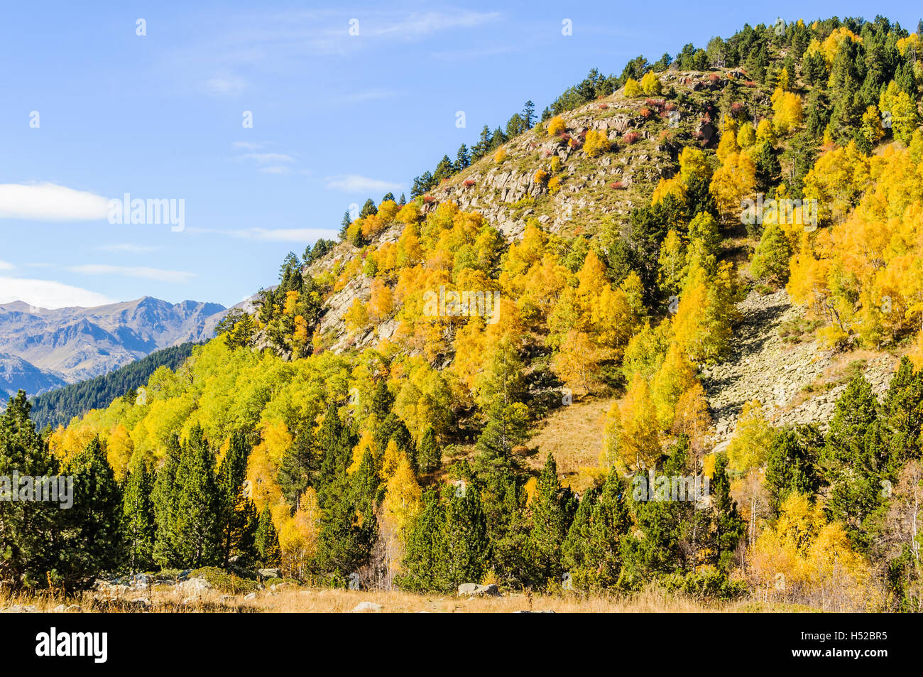 Paysage de forêt colorée à l'automne, dans la vallée de l'Estanyo River, Andorre Banque D'Images