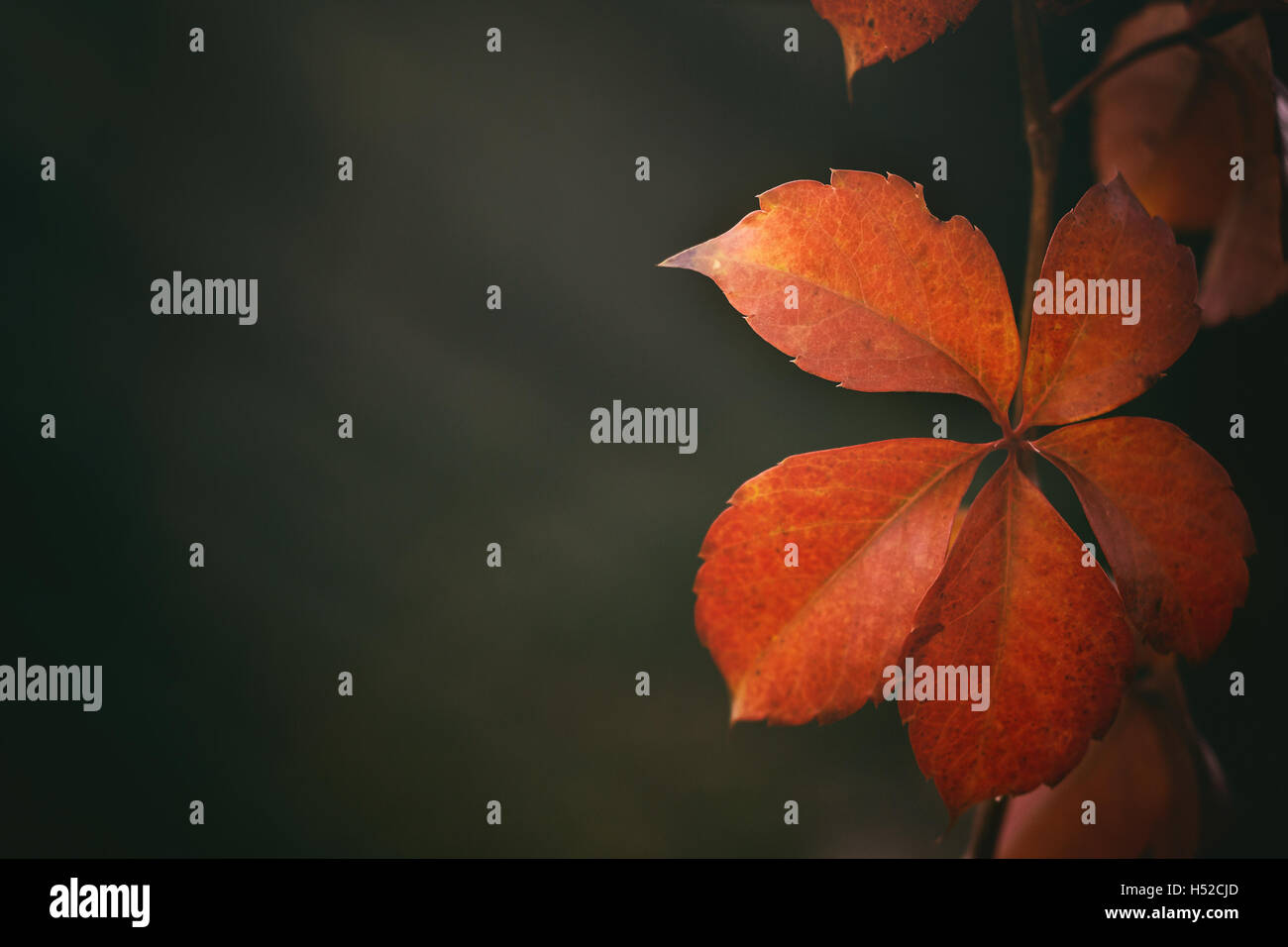 Feuilles rouges sur la branche. Arrière-plan flou avec beaucoup d'espace de copie. Concept image pour l'automne (automne) Banque D'Images