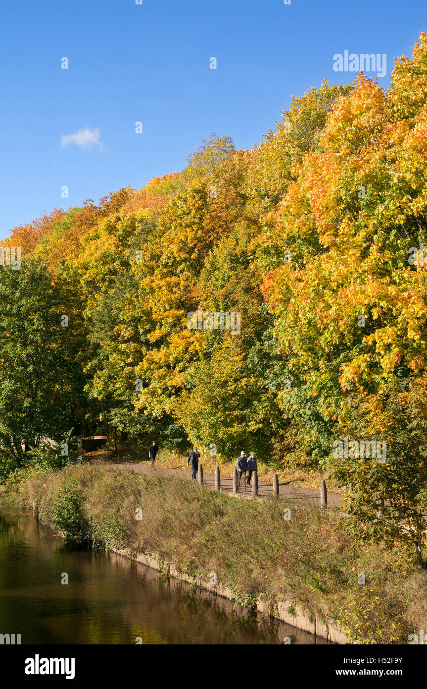 La couleur du feuillage d'automne, au-dessus du sentier de la rivière à côté de la rivière Wear, à proximité de la ville de Durham Bridge, thermes, Co Durham, England, UK Banque D'Images