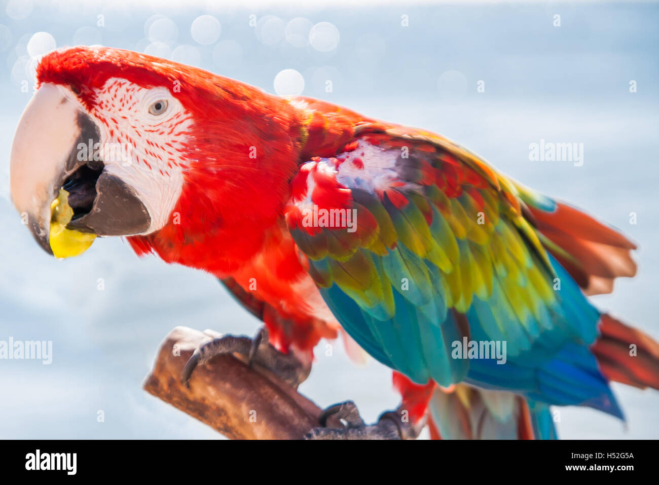 Macaw parrot de manger un raisin. Banque D'Images