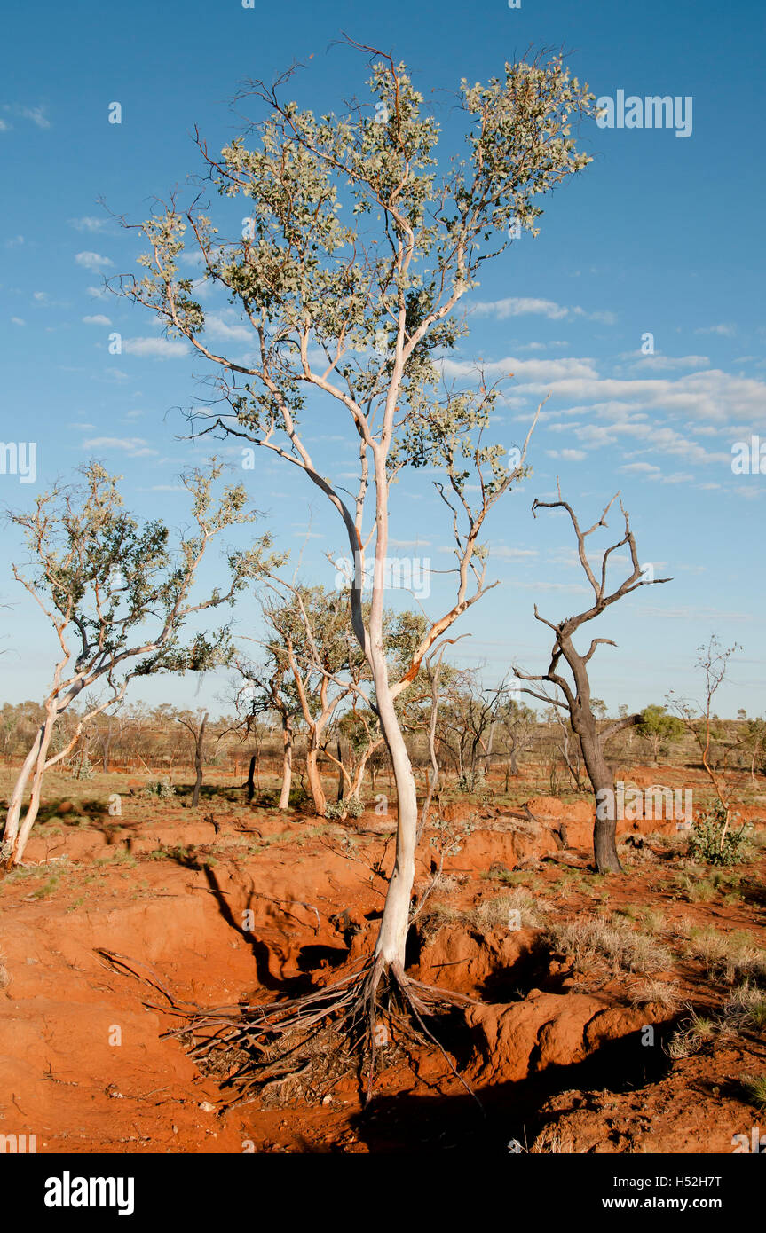 Eucalyptus dans Dry Creek - Kimberley - Australie Banque D'Images