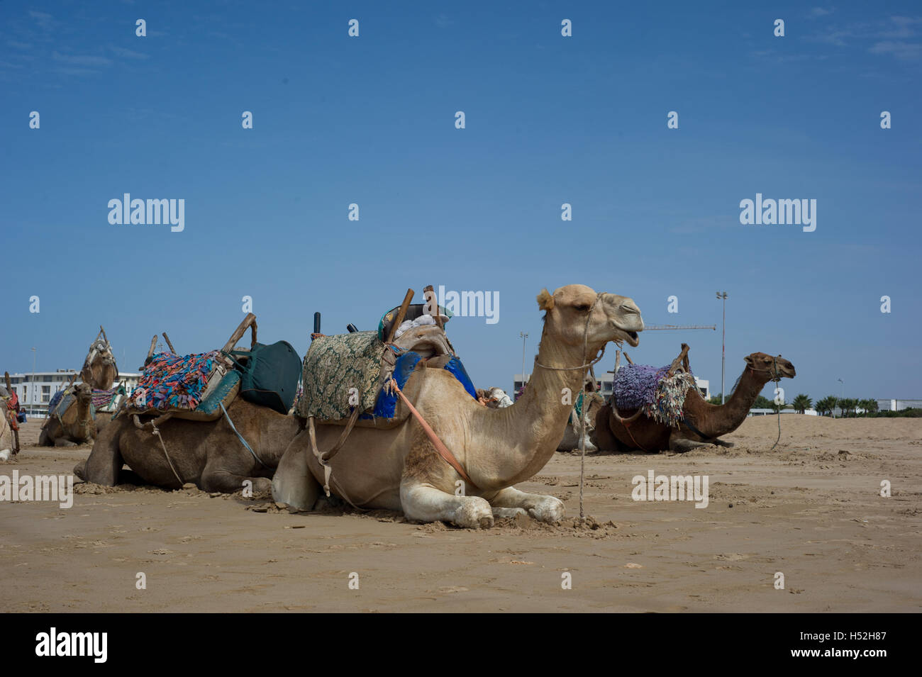 Les chameaux se reposant sur la plage d'Essaouira, Maroc. Banque D'Images