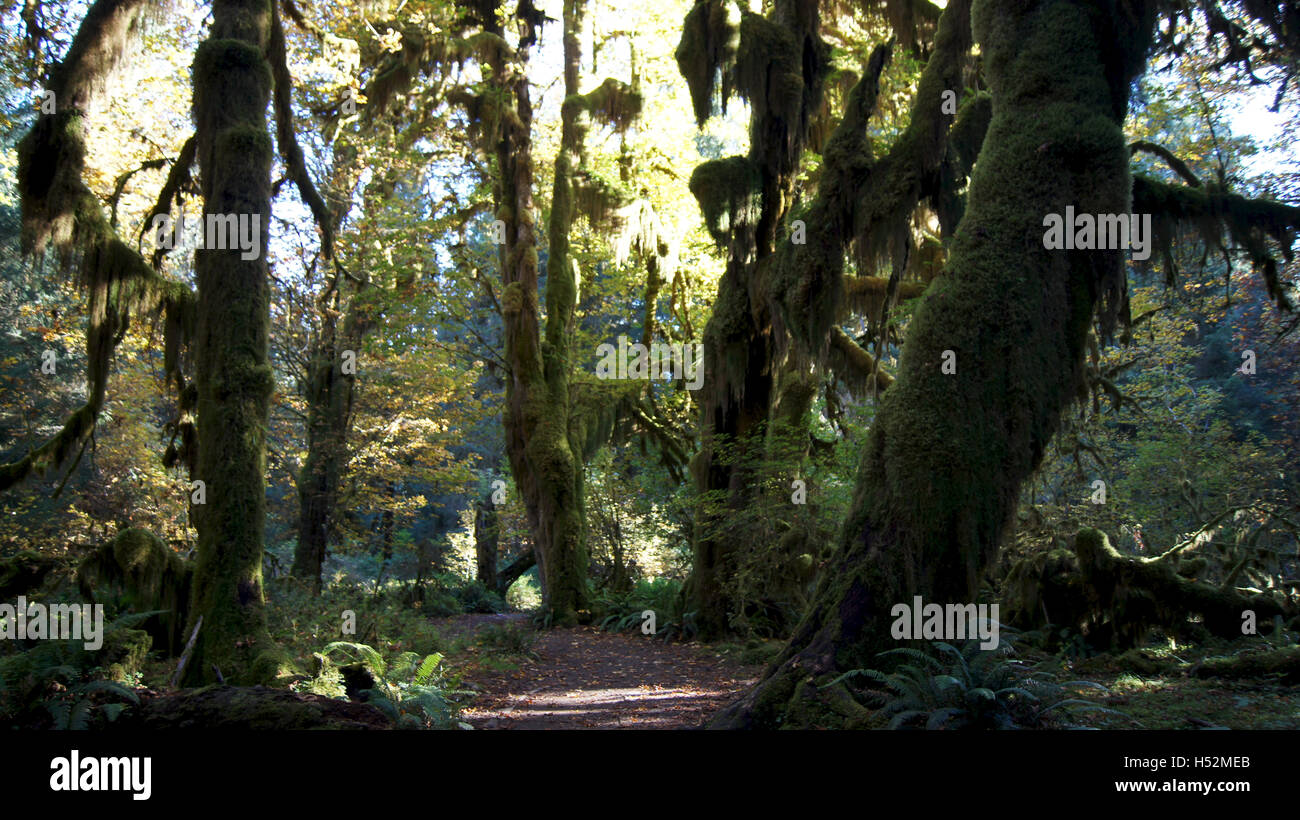 Hoh Rain Forest, Olympic National Park, Washington USA - Octobre 2014 : l'Épopée de mousses Hall Trail. Arbres couverts de mousse dans un climat tempéré. Banque D'Images