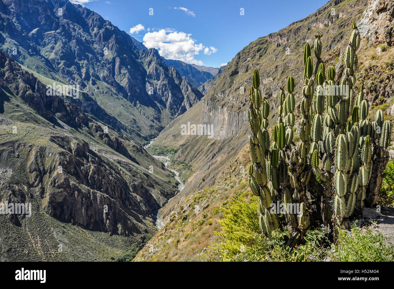 Calcus sur le bord du Canyon du Colca au Pérou Banque D'Images