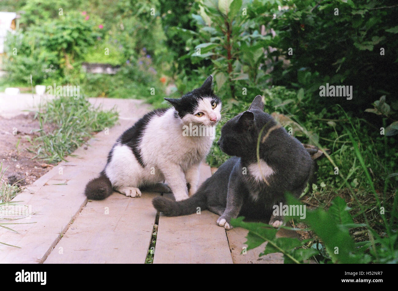 Bataille De La Cour De Deux Chats Photo Stock Alamy