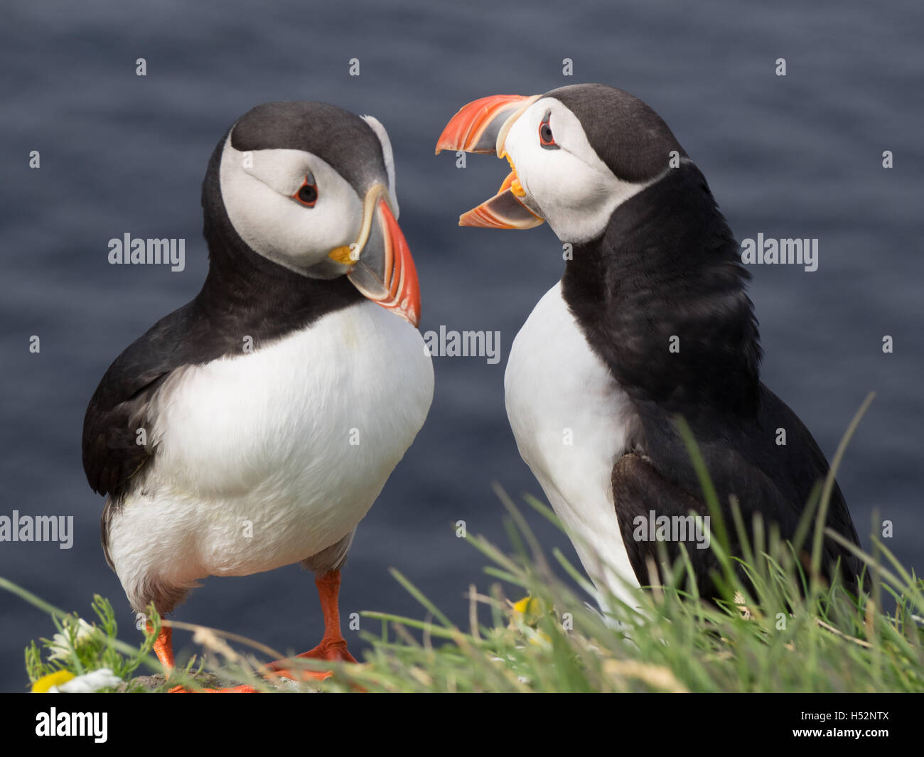 Dans les falaises de macareux le nord-ouest de l'Islande. Banque D'Images