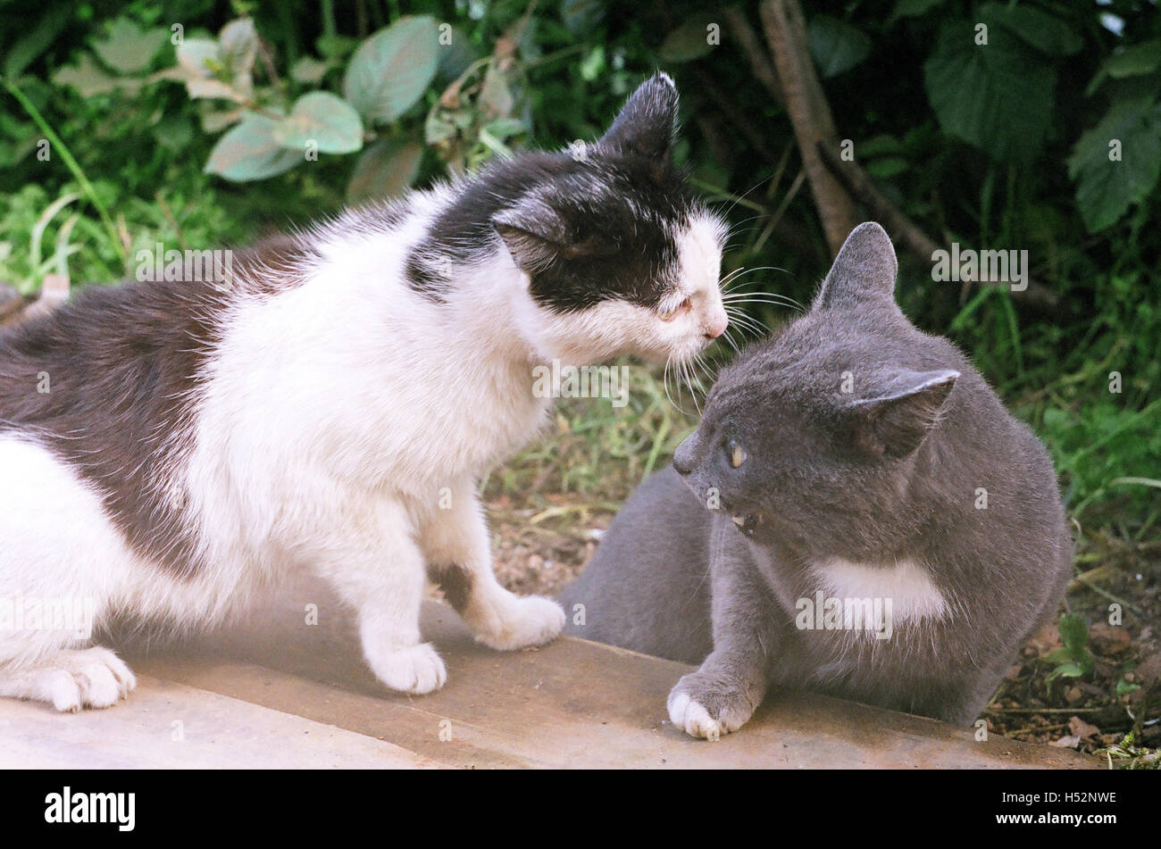 Chat De Bataille Banque De Photographies Et D Images A Haute Resolution Alamy