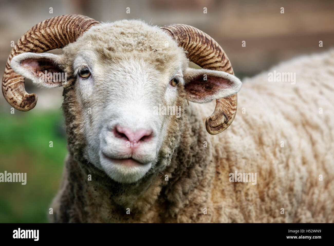 Moutons Shetland, Close up Banque D'Images