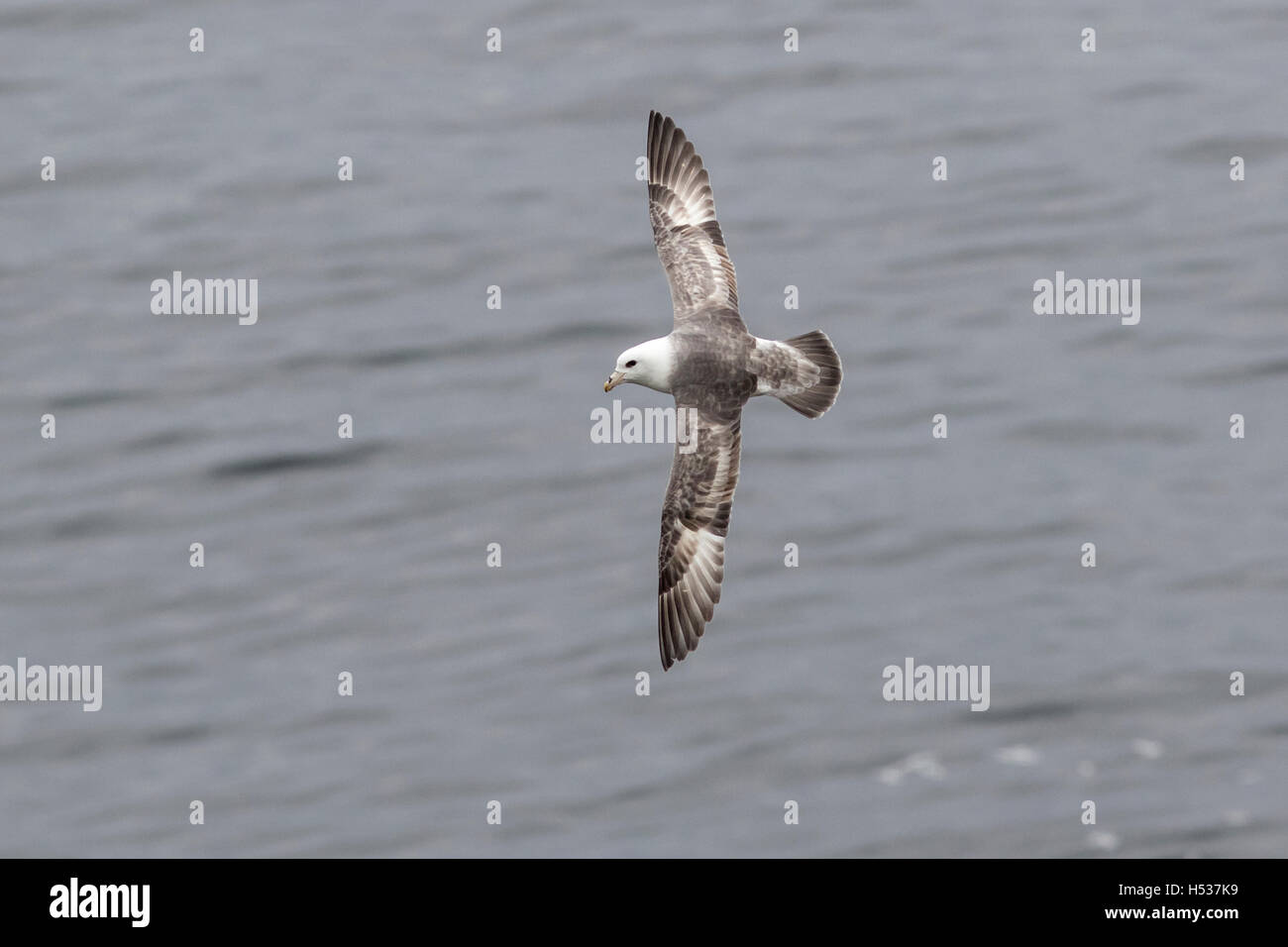 Lumière Fulmar morphings oscillant autour de colonies d Banque D'Images