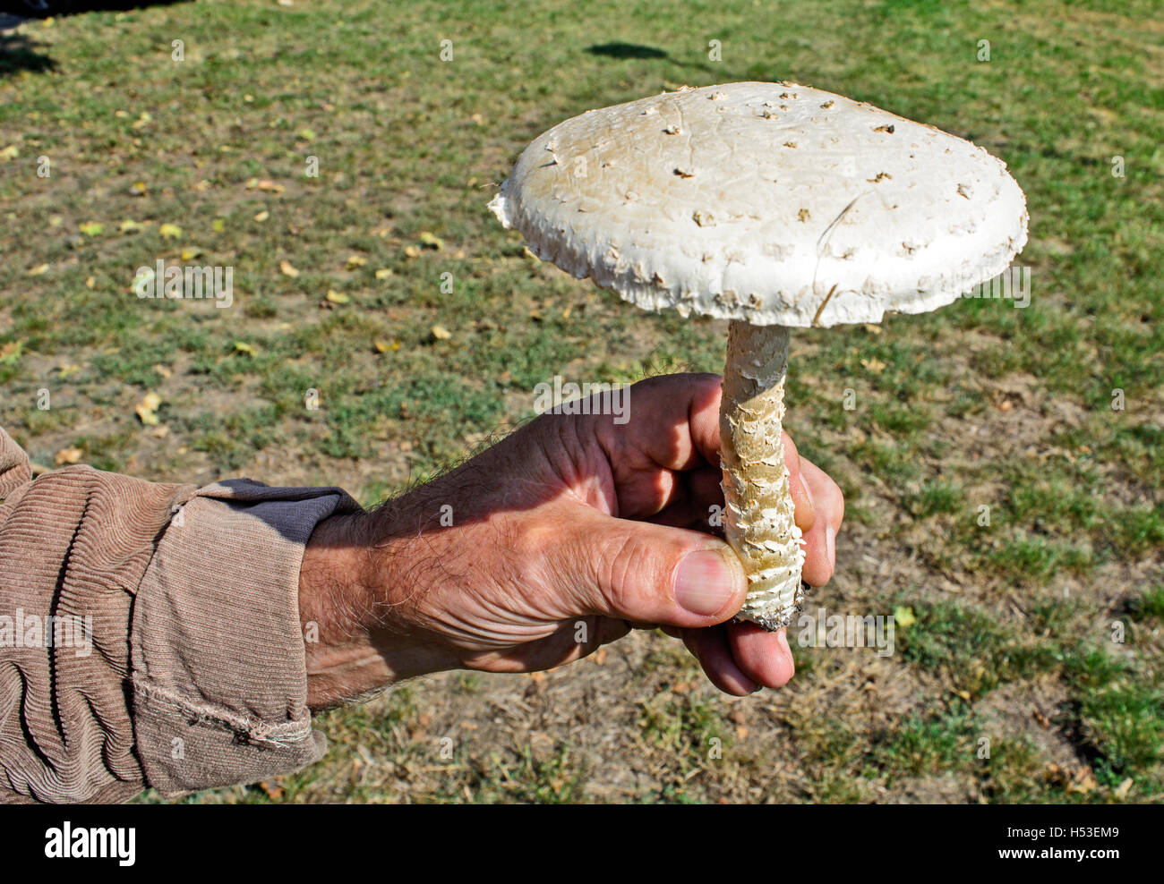 Un homme est titulaire d'un champignon blanc dans la main. Banque D'Images