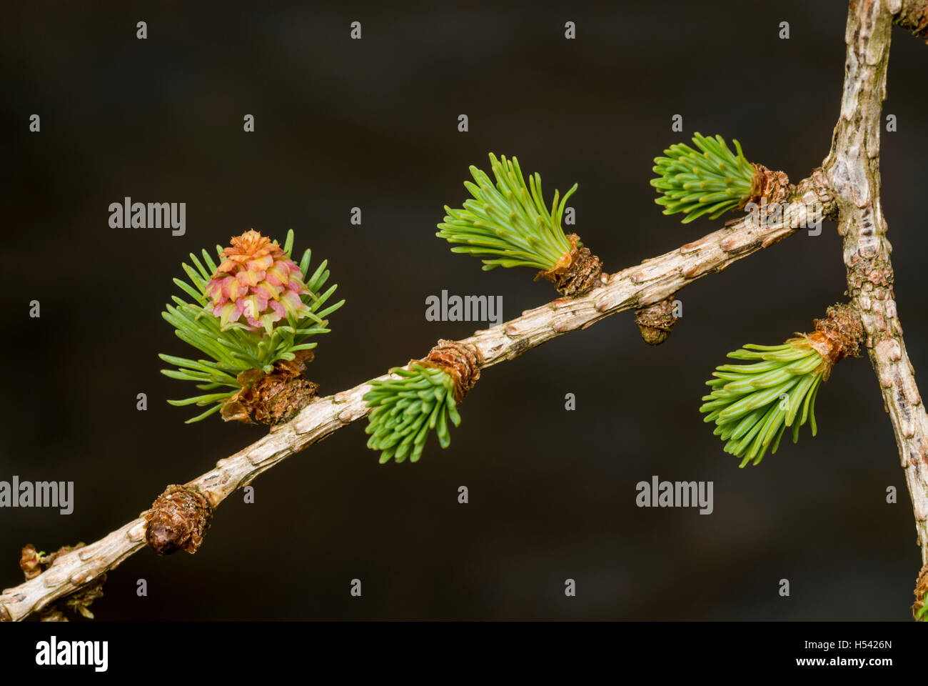 Larix decidua (mélèze d'Europe) avec des rameaux de l'aiguille verte fraîche comme les feuilles et les fleurs femelles, bois de Cris, RSPB Banque D'Images