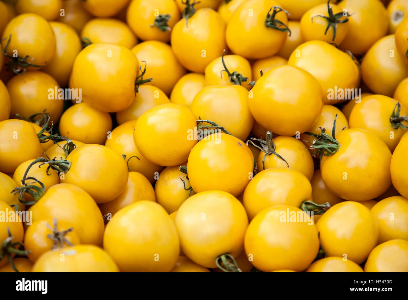 Les tomates jaunes, Farmers' Market, Quartier Gare, Santa Fe, Nouveau Mexique USA Banque D'Images