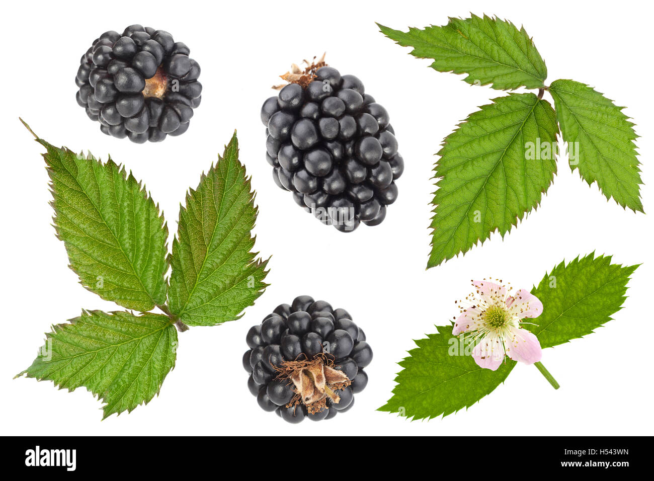 Feuilles et fleurs fruits Blackberry libre isolé sur fond blanc Banque D'Images