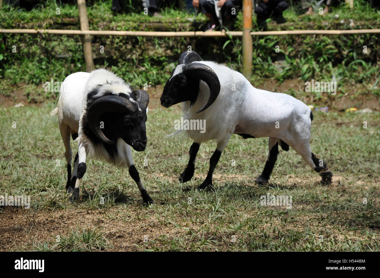 La concurrence dans la lutte contre le mouflon Garut, Java ouest, Indonésie Banque D'Images