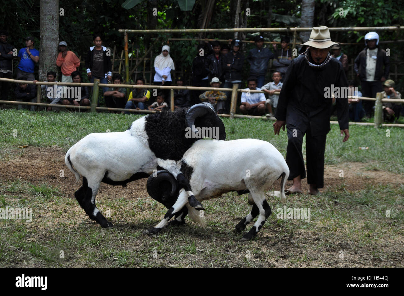 Garut, Indonésie - 15 janvier 2012 : la lutte contre la concurrence en mouflons Garut, Java ouest, Indonésie. Banque D'Images