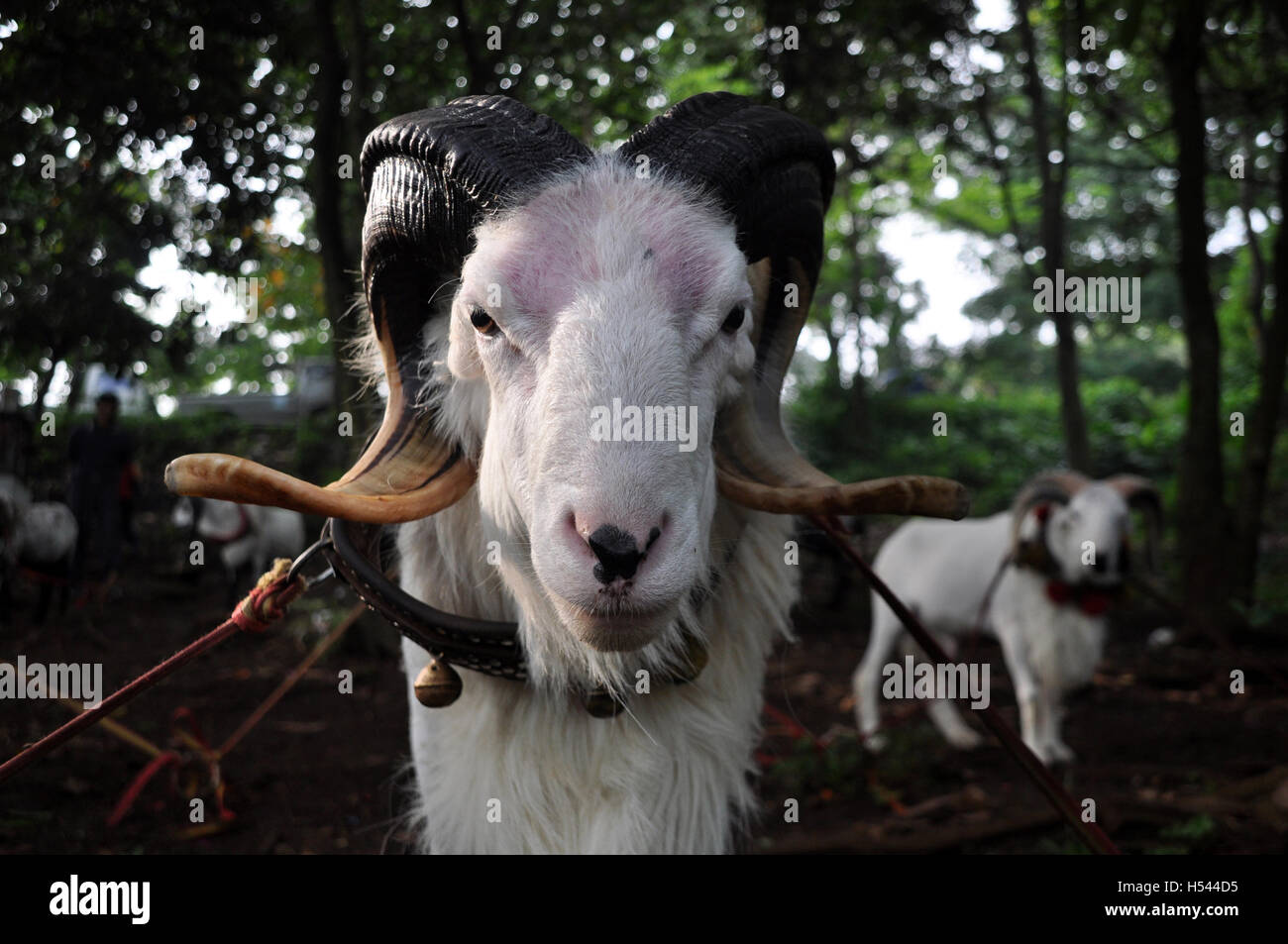 Garut, Indonésie - juin 5, 2011 : les moutons de Garut qui sera comparée dans l'arène de combat. La lutte contre les moutons de Garut appelé "Adu Domba" Banque D'Images