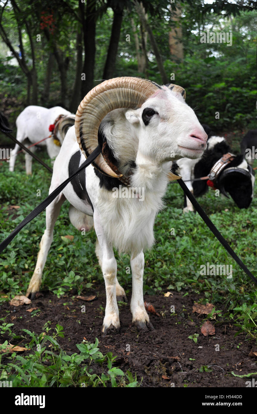 Garut, Indonésie - juin 5, 2011 : les moutons de Garut qui sera comparée dans l'arène de combat. La lutte contre les moutons de Garut appelé "Adu Domba" Banque D'Images