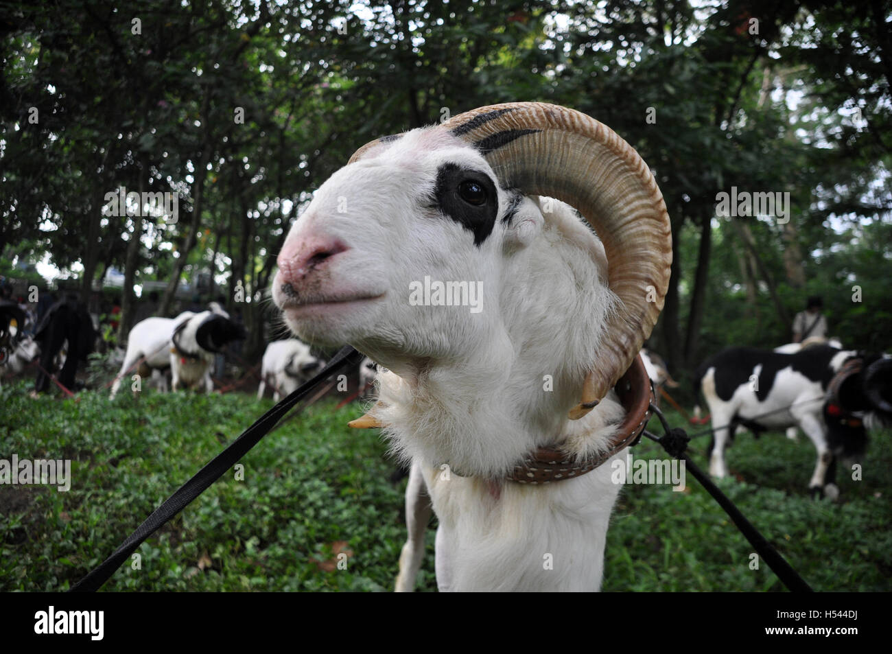 Garut, Indonésie - juin 5, 2011 : les moutons de Garut qui sera comparée dans l'arène de combat. La lutte contre les moutons de Garut appelé "Adu Domba" Banque D'Images