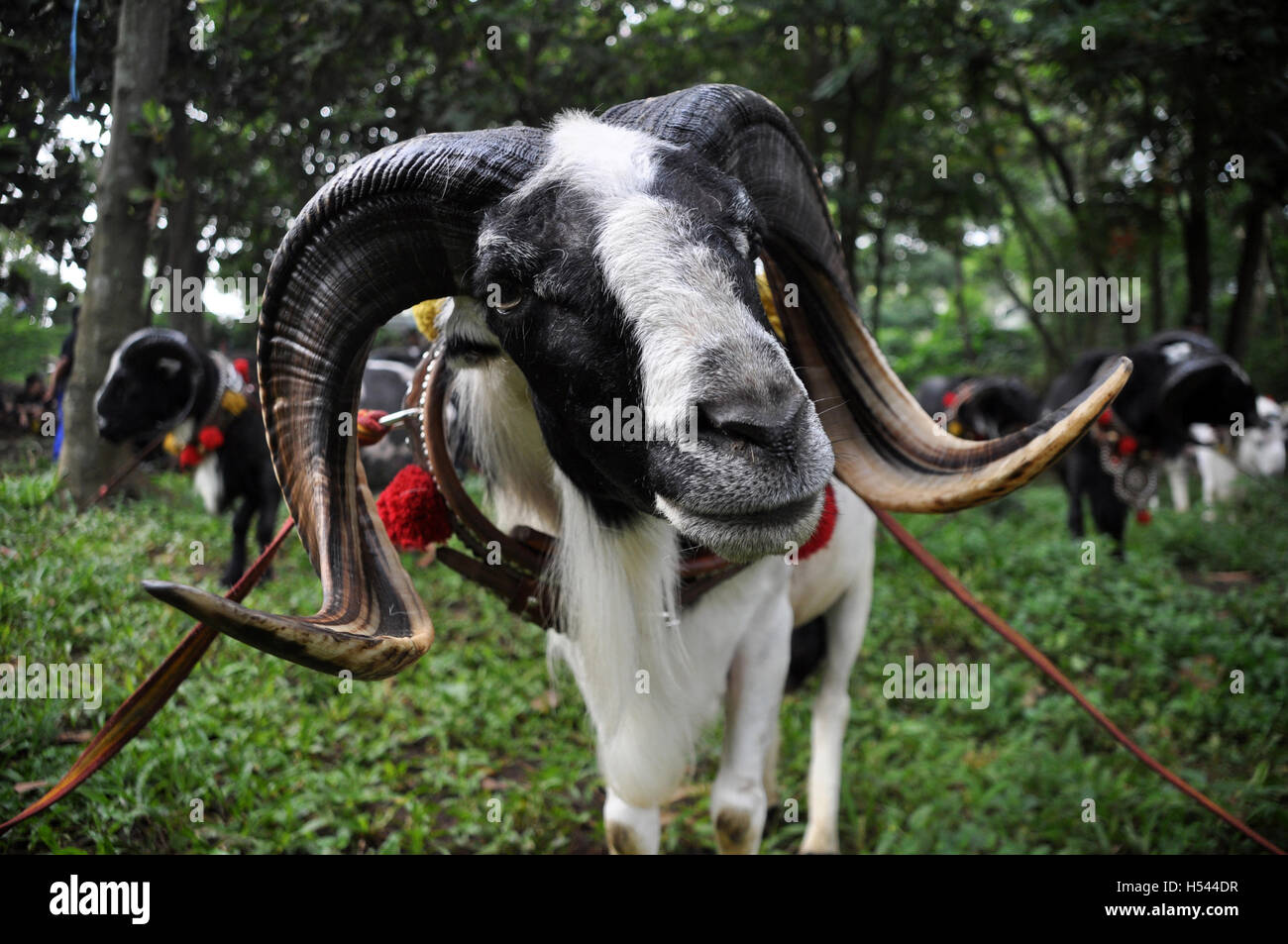 Garut, Indonésie - juin 5, 2011 : les moutons de Garut qui sera comparée dans l'arène de combat. La lutte contre les moutons de Garut appelé "Adu Domba" Banque D'Images