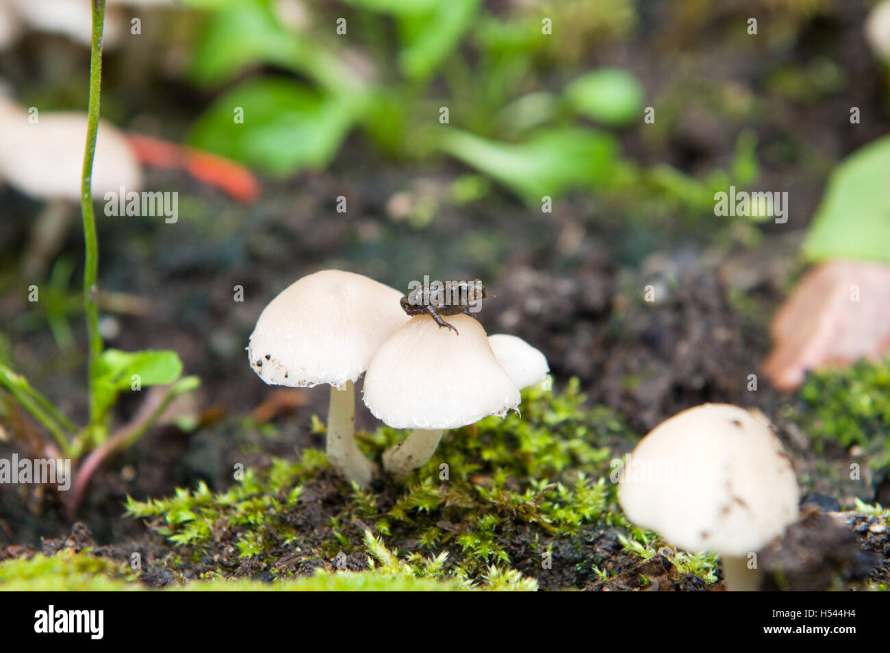 Grenouille sur mushroom Banque D'Images