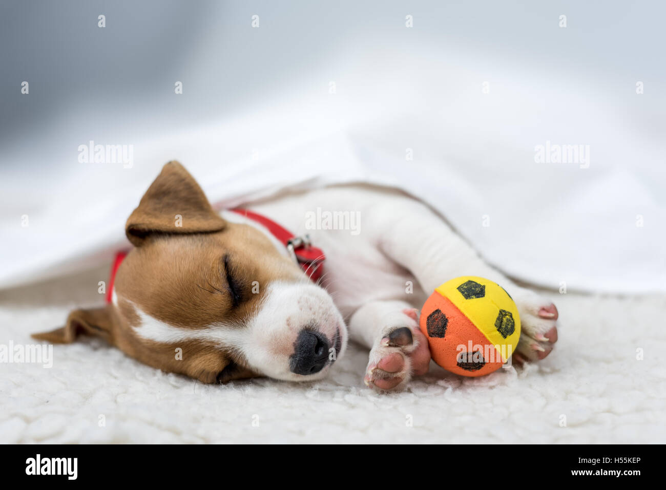 Jack Russel chiot sur tapis blanc Banque D'Images