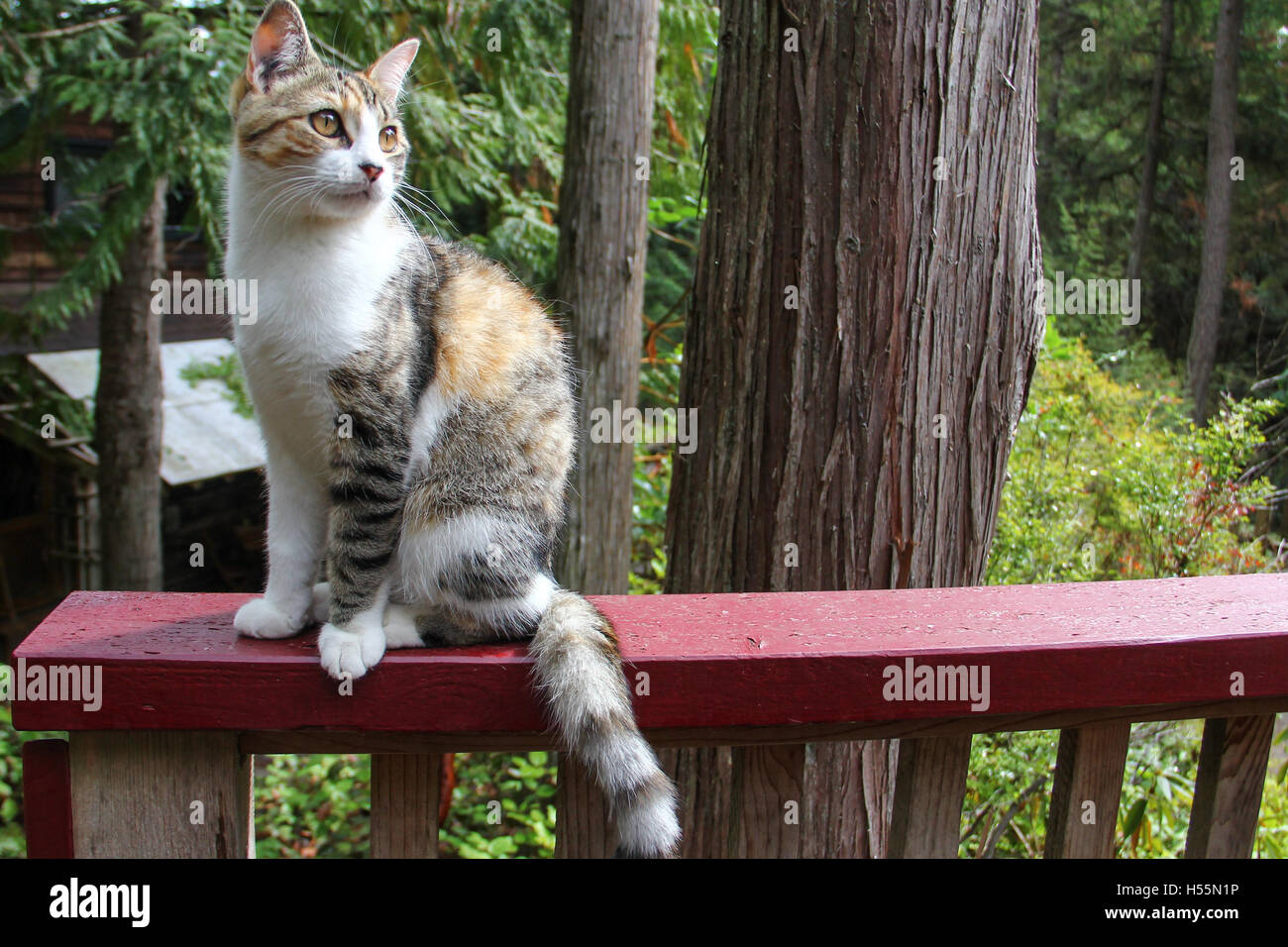Curieux chat calico bénéficiant d''un patio extérieur. Banque D'Images