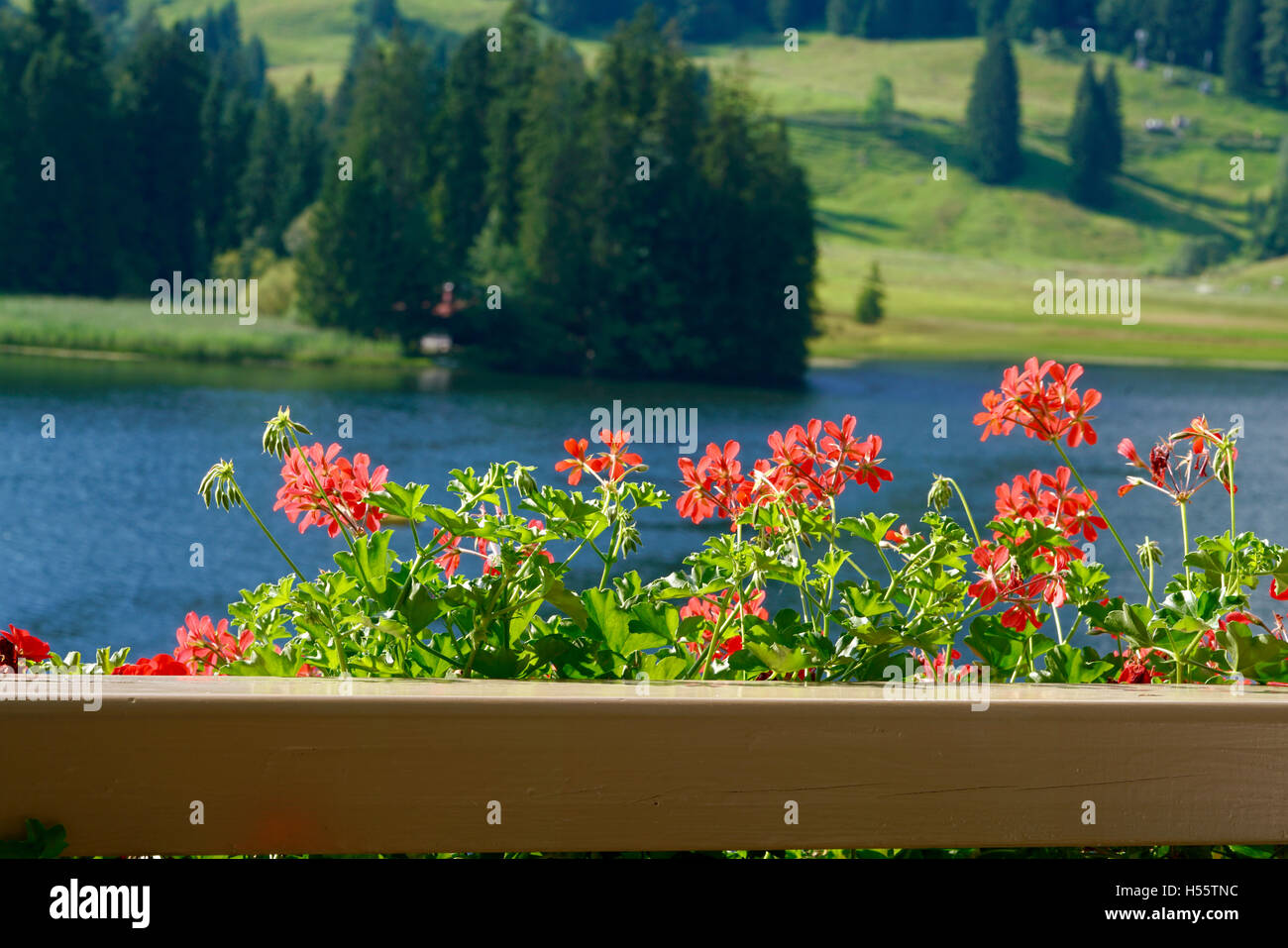 Fleurs de géranium sur un balcon Banque D'Images