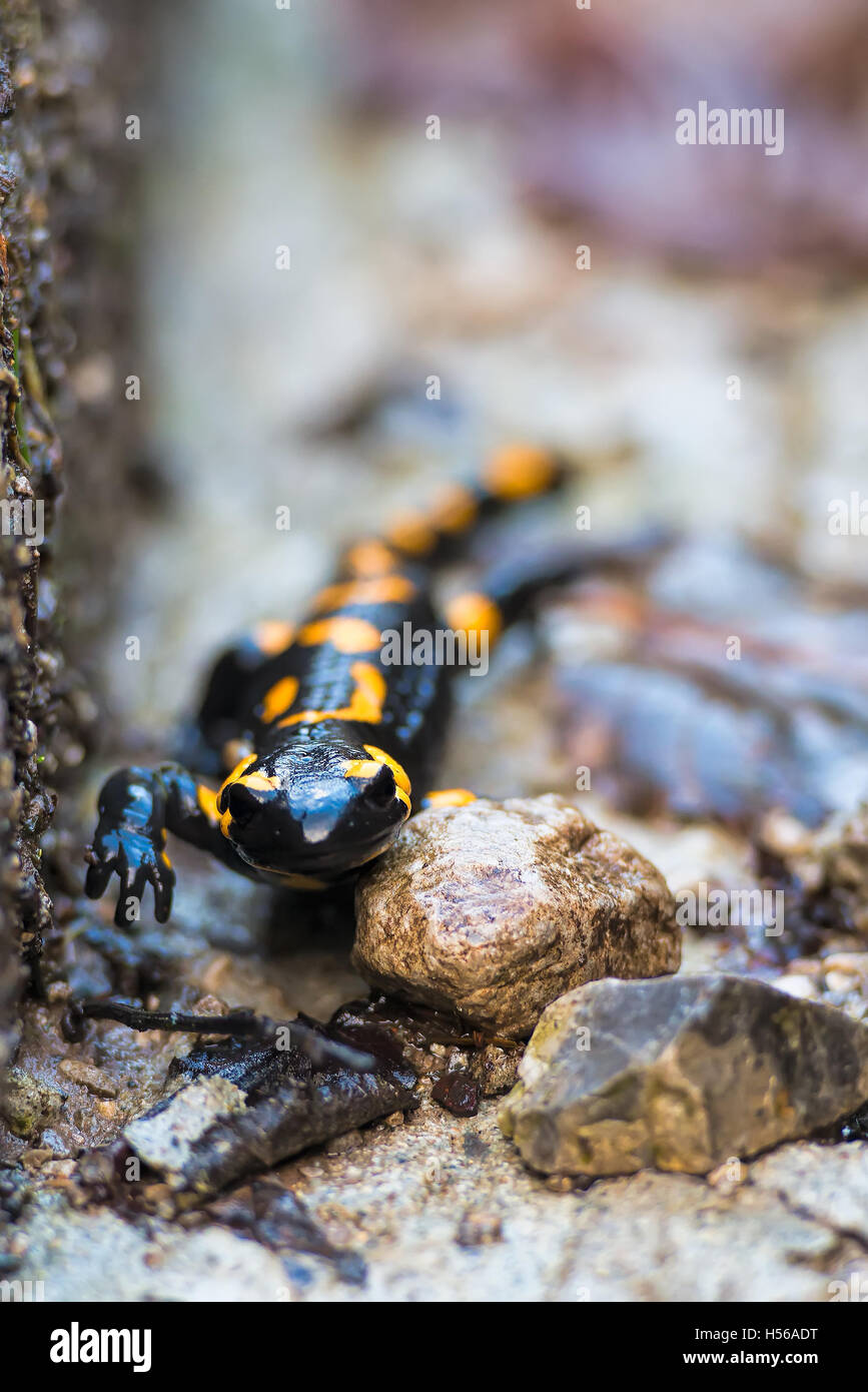 Salamandre Banque D'Images