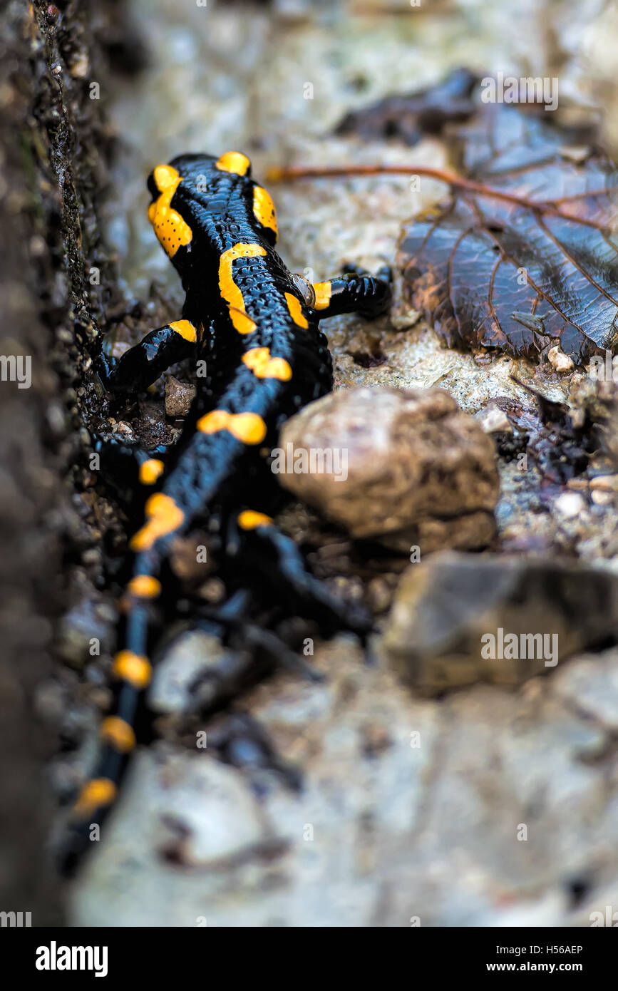 Salamandre Banque D'Images