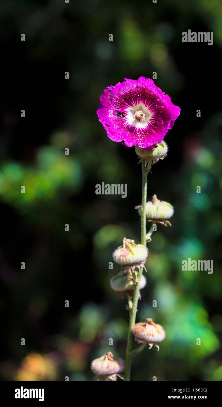 Alcea rosea fleur plante en fleurs. Banque D'Images