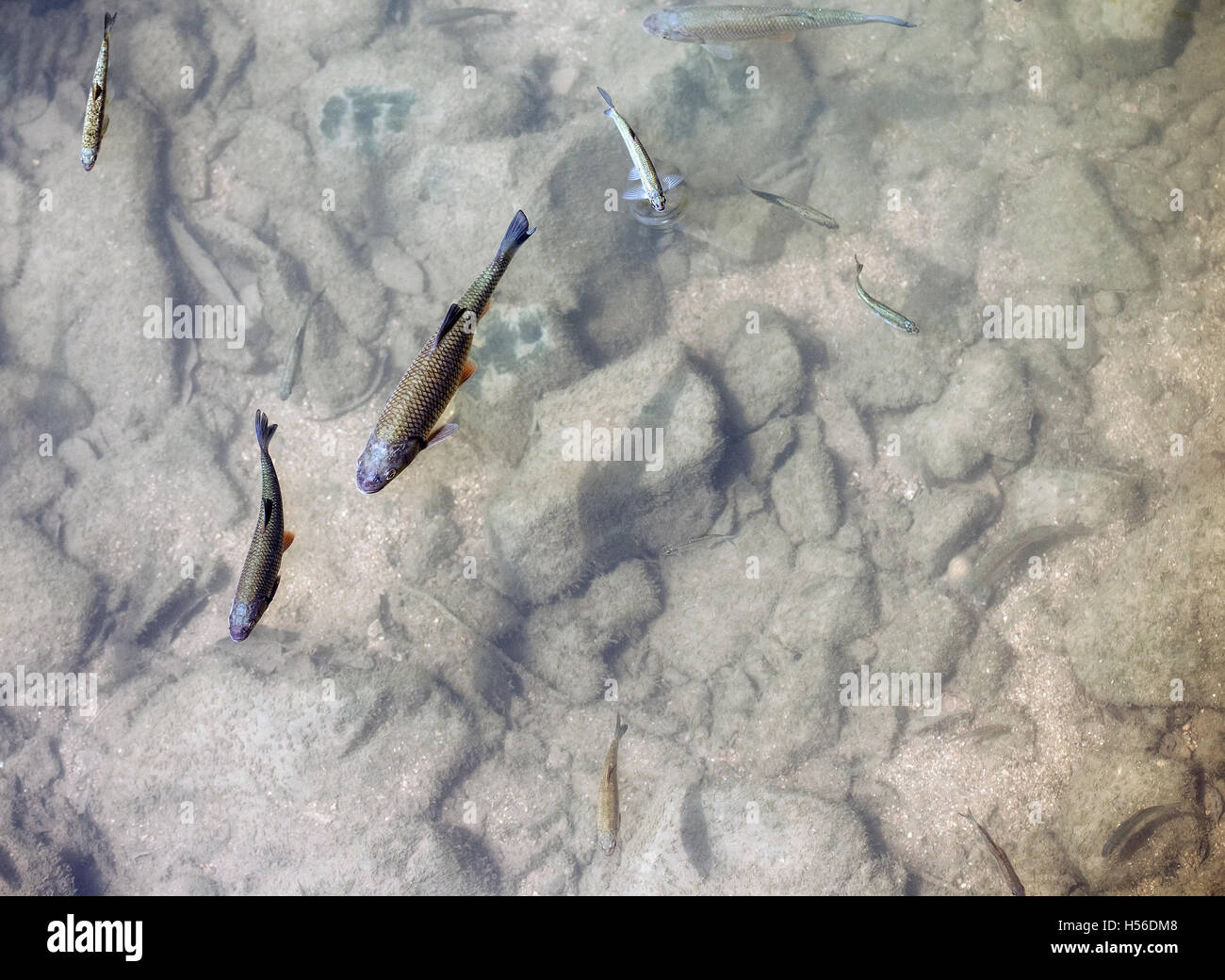 Nage du poisson dans les eaux peu profondes d'eau avec de l'eau propre. Banque D'Images