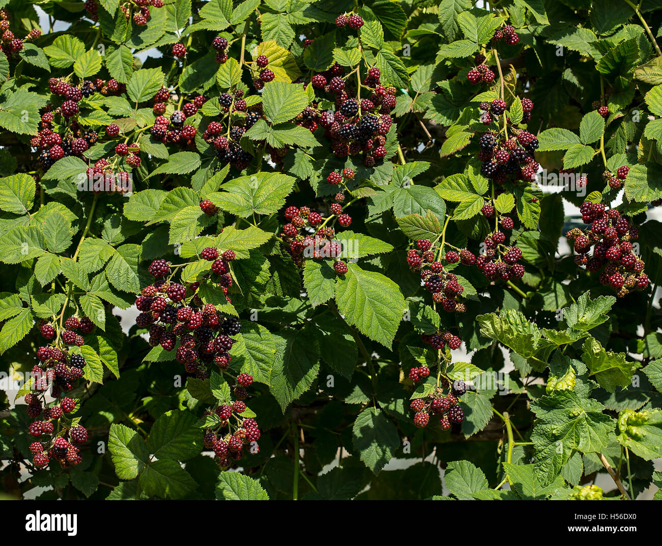 Groupe de black berry fruit dans le jardin. Banque D'Images