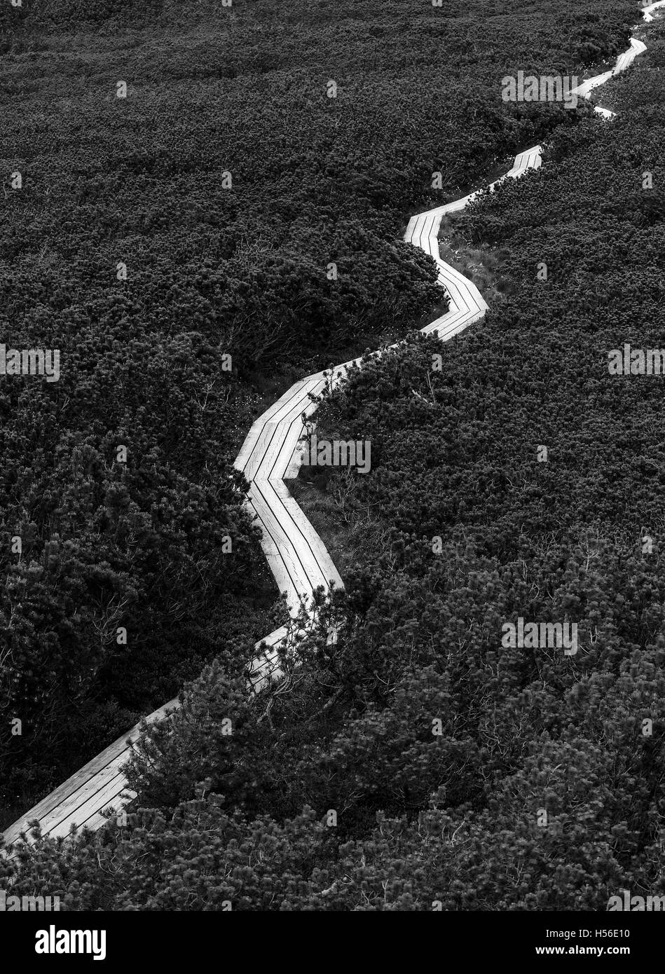 Planche de bois chemin qui mène quelque part dans la nature. Banque D'Images